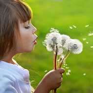 Girl Holding Dandelions Thumbnail