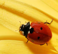 Ladybug Thumbnail